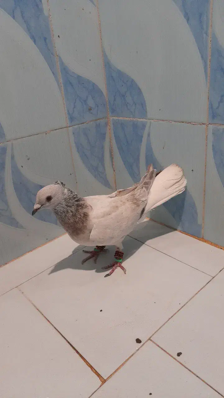 کبوتر|پرنده|میرجاوه, |دیوار