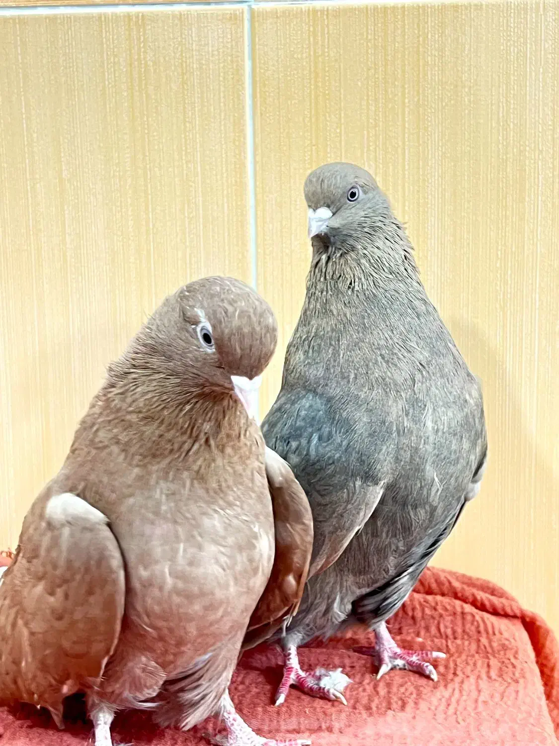 ۱۲عدد|پرنده|مهاباد (آذربایجان غربی), |دیوار