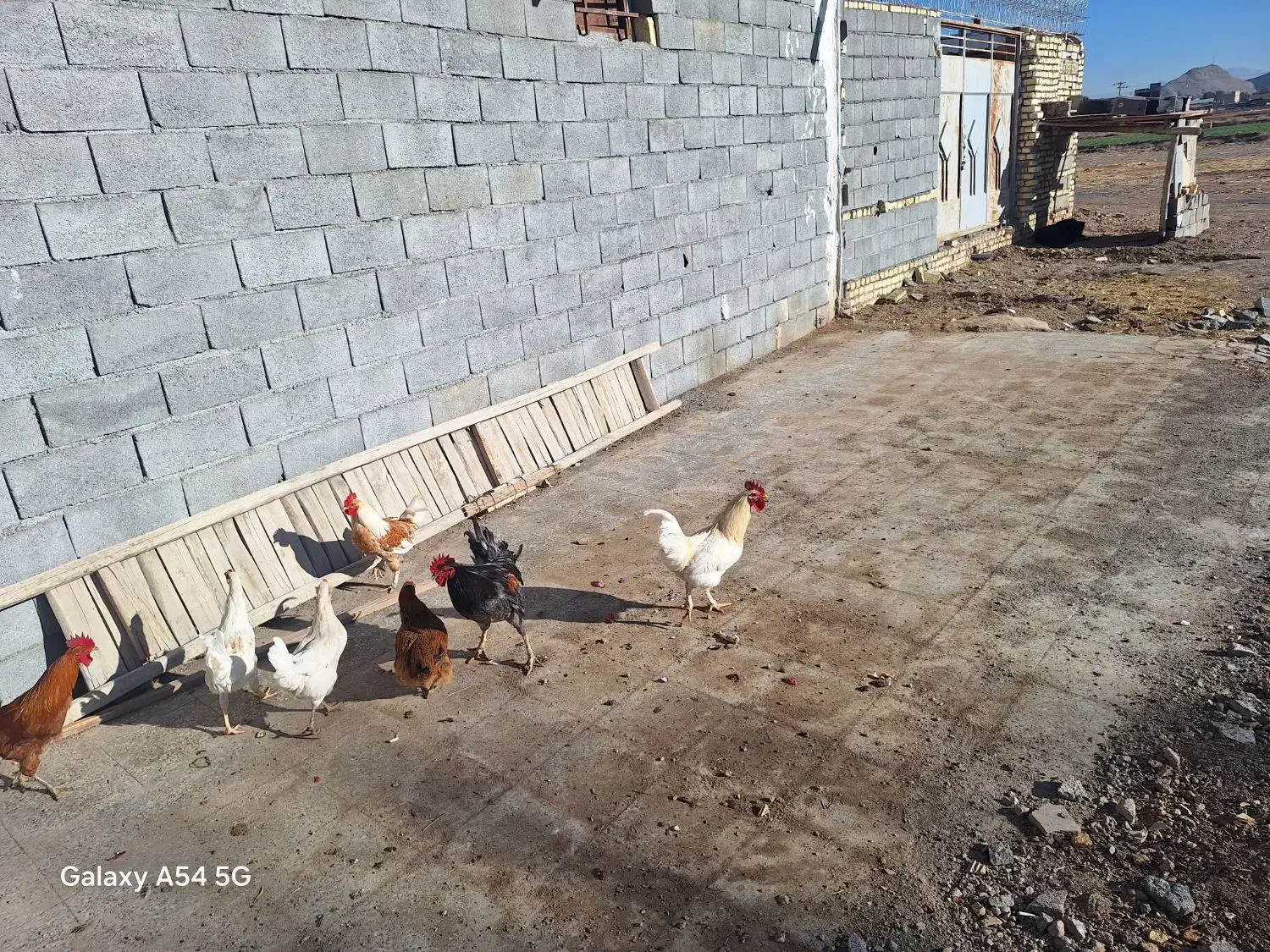 خروس بومی|حیوانات مزرعه|مبارکه, |دیوار