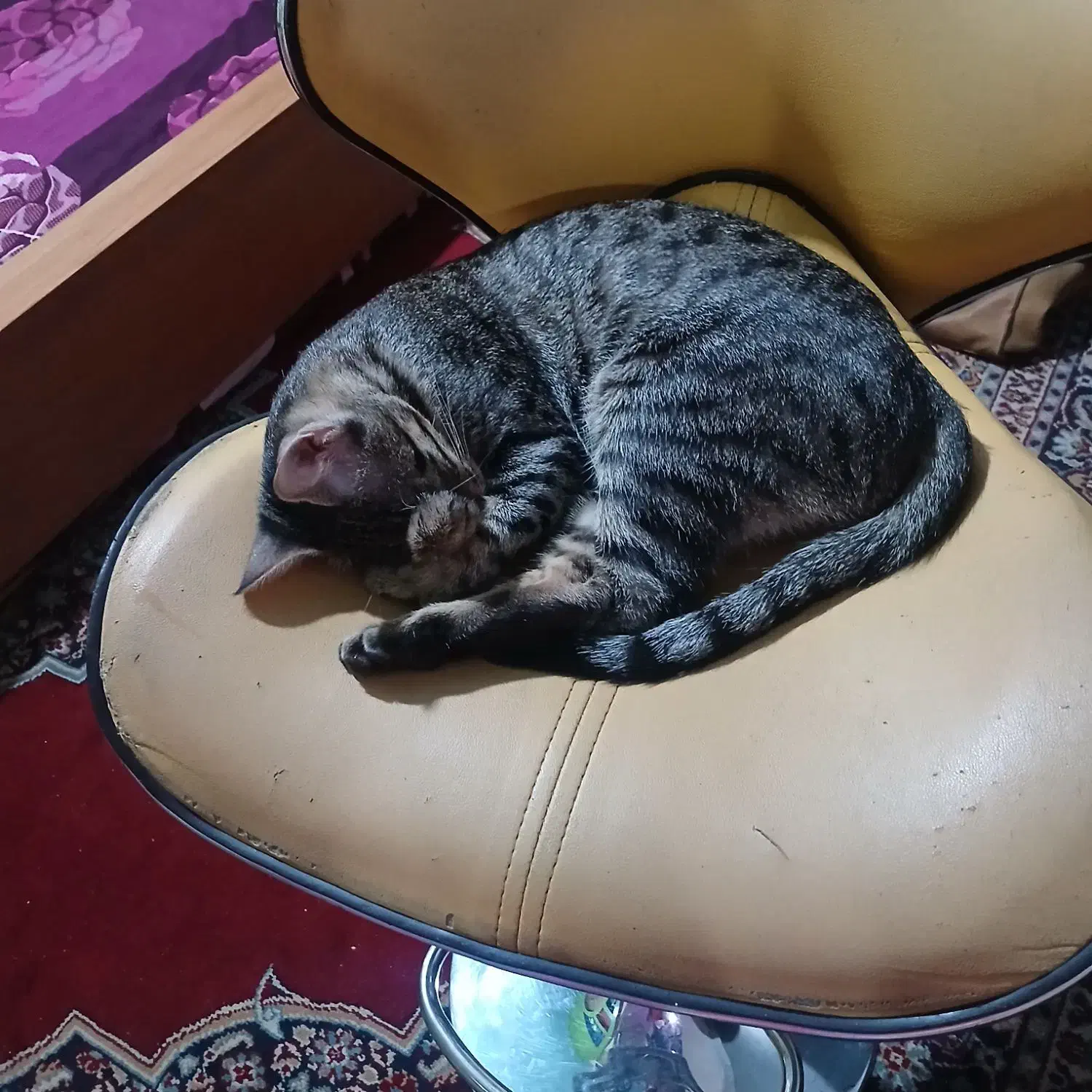 گربه واگذاری رایگان رایگان|گربه|بجنورد, |دیوار