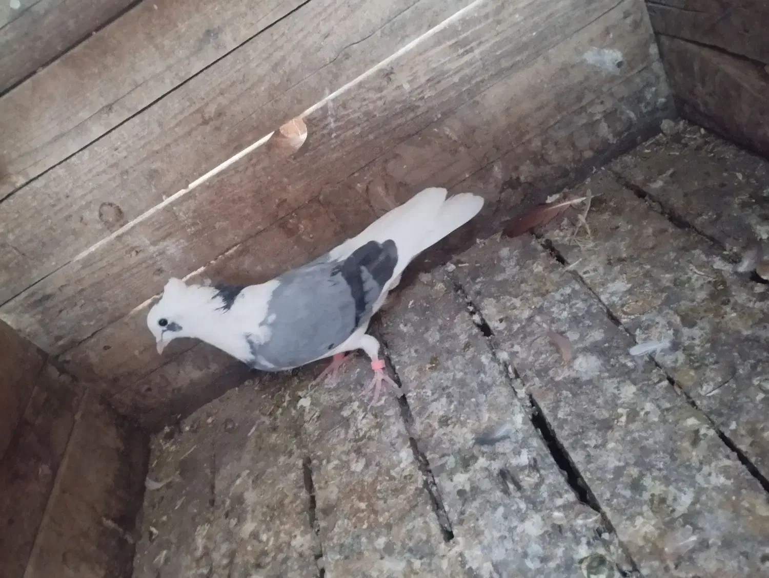 چند کبوتر سرحال|پرنده|هشتگرد, شهرک اداری|دیوار