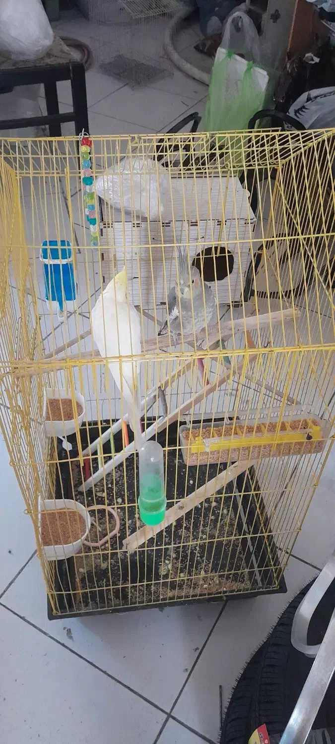 هلندی|پرنده|تهران, امام حسین|دیوار