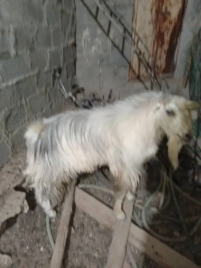 3عدد گوسفند در بستک|حیوانات مزرعه|بستک, |دیوار