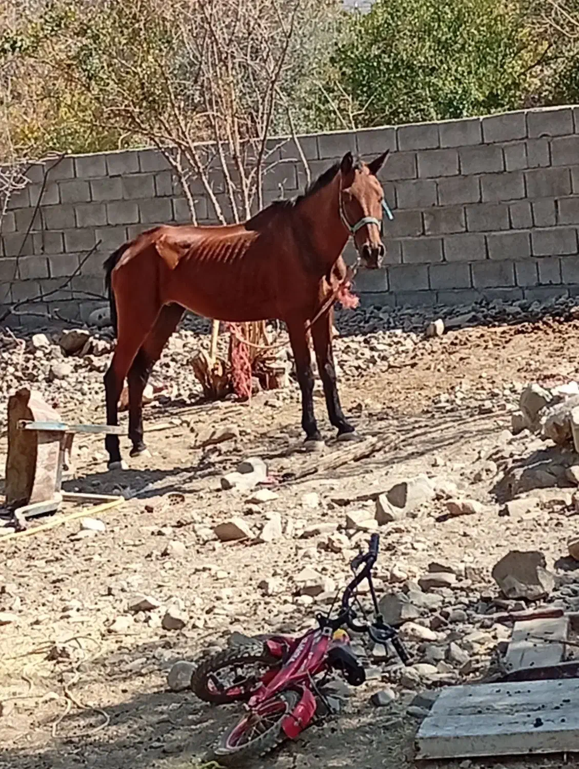 اسب عرب|اسب و تجهیزات اسب‌سواری|جبالبارز, |دیوار