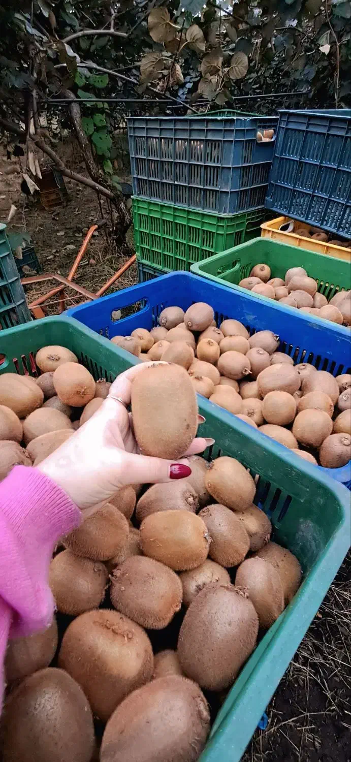 باغ کیوی|فروش زمین و ملک کلنگی|حویق, |دیوار