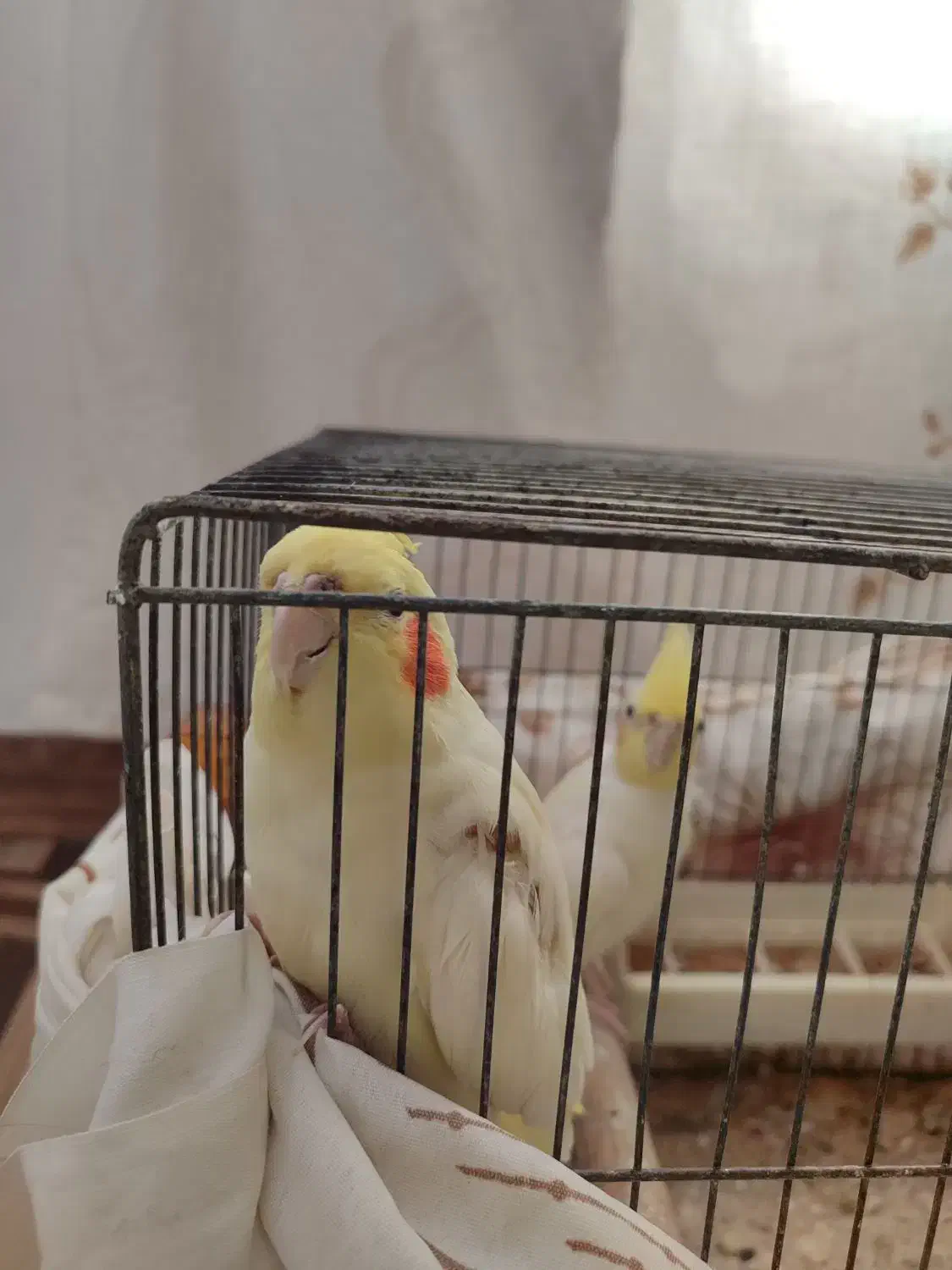 یک جفت عروس هلندی سالم و مولد|پرنده|فومن, |دیوار