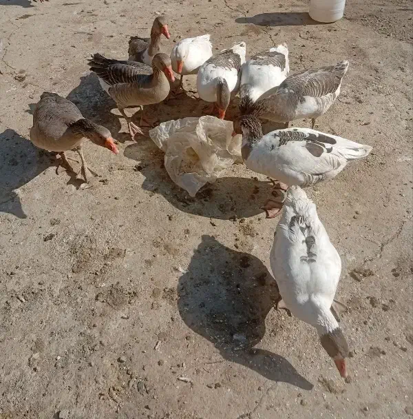 غاز|حیوانات مزرعه|بروجرد, |دیوار