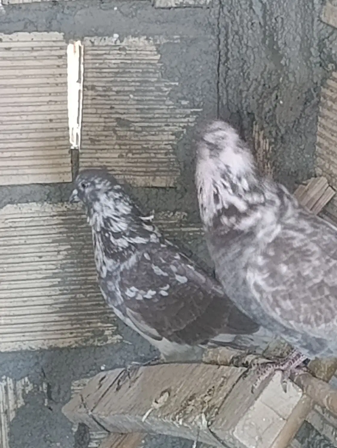 کبوتر گرگی خال قدیم|پرنده|کوهدشت, |دیوار