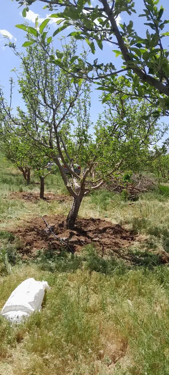 باغ فروشی ۱۱۰۰متر|فروش زمین و ملک کلنگی|باغ حلی, |دیوار