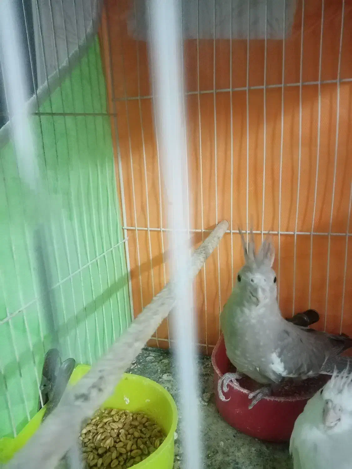 جوجه عروس هلندی|پرنده|مشهد, یوسفیه (شهرک غرب)|دیوار