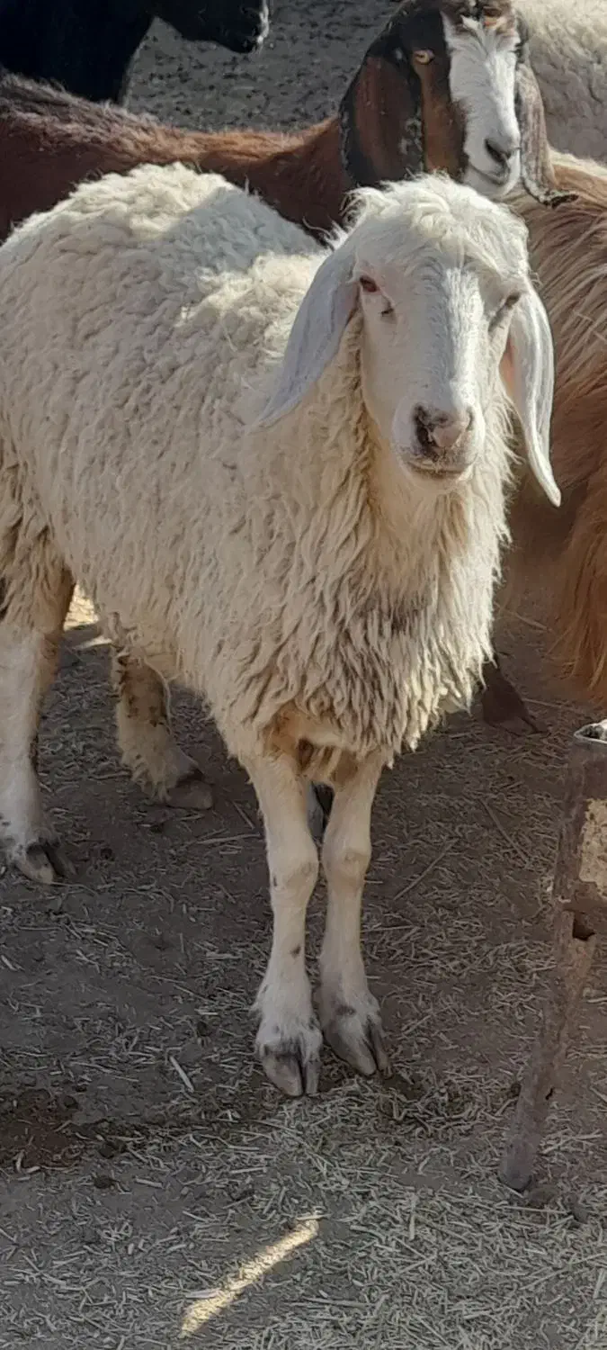 کاور ۲دندان|حیوانات مزرعه|سرایان, |دیوار