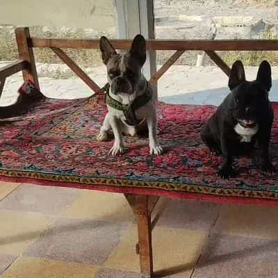 فرنچ بولداگ|سگ|ابریشم, |دیوار