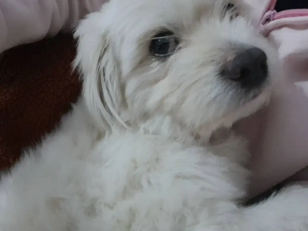 سگ گمشده توروخدا دیدینش بگین|حیوانات|تهران, تولید دارو|دیوار