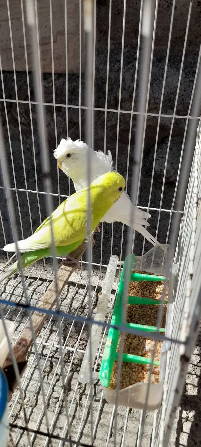 مرغ عشق|پرنده|چناران, |دیوار