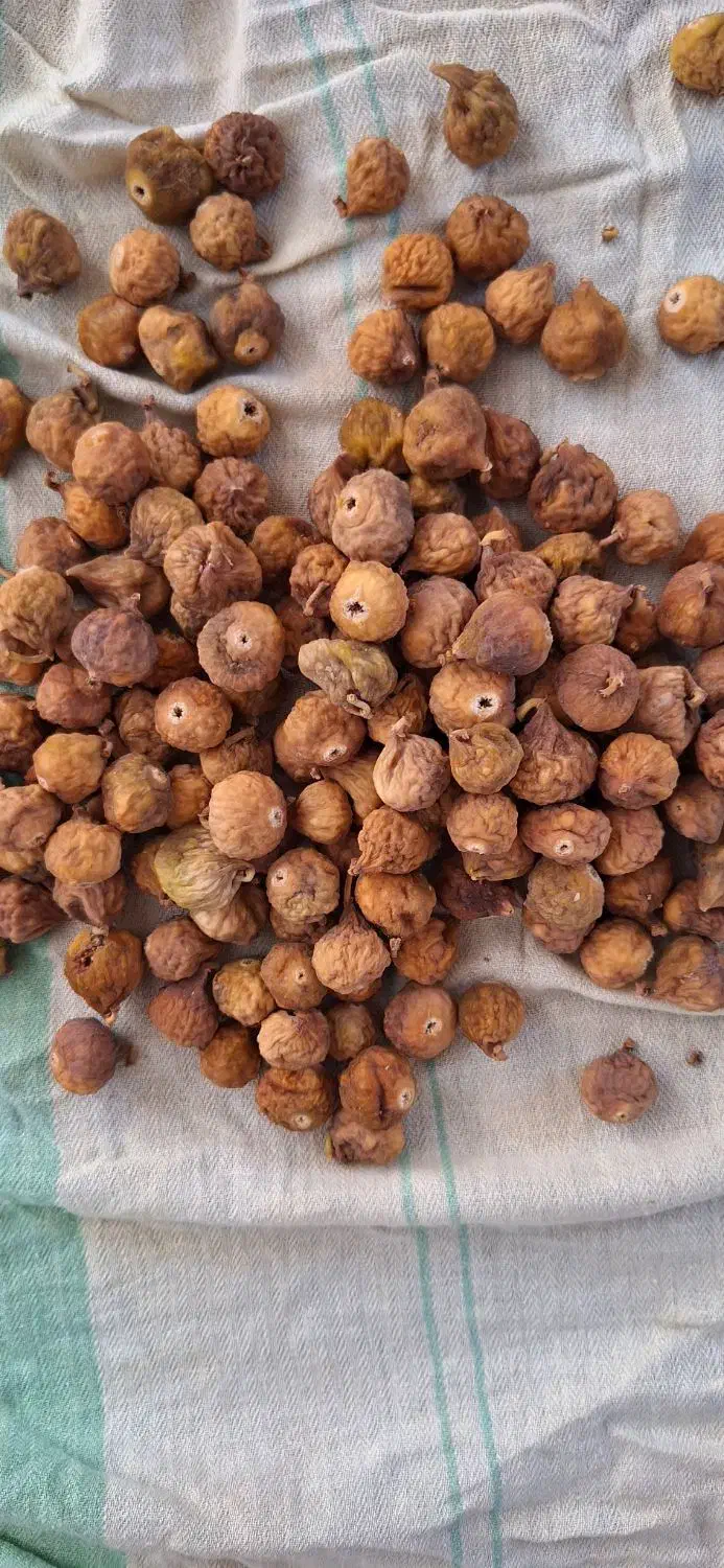 فروش انجیرتازه وارگانیک|خوردنی و آشامیدنی|شیراز, فرگاز|دیوار