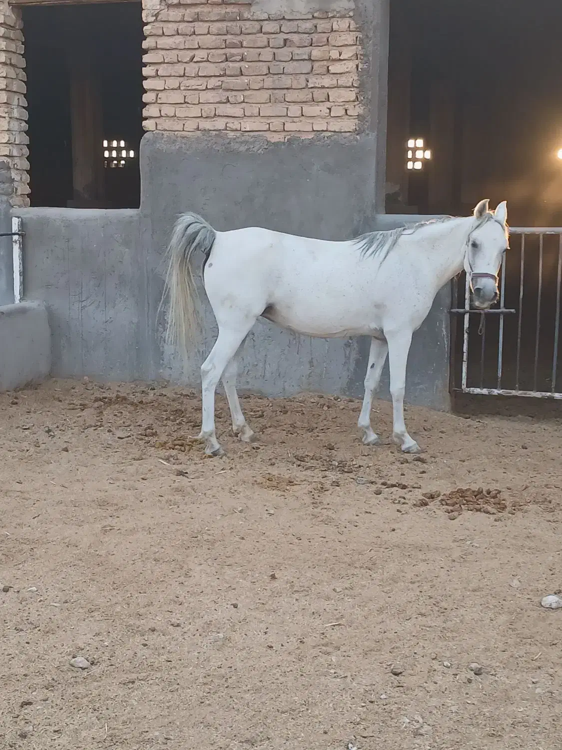 اسب|اسب و تجهیزات اسبسواری|زرقان, |دیوار