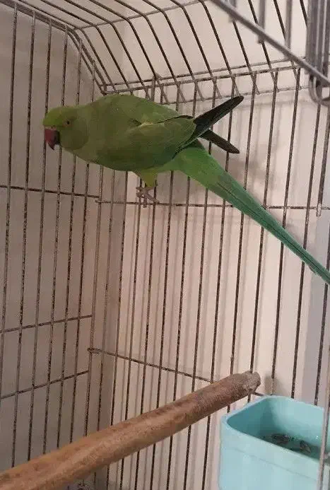 طوطی ملنگو بالغ|پرنده|بندر کنگان, |دیوار