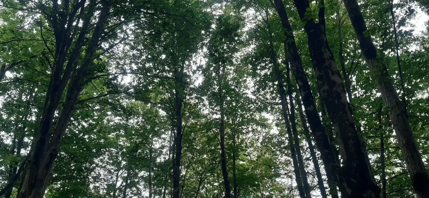 فروش برای تجاری و مسکونی|فروش دفتر صنعتی، کشاورزی، تجاری|فومن, |دیوار