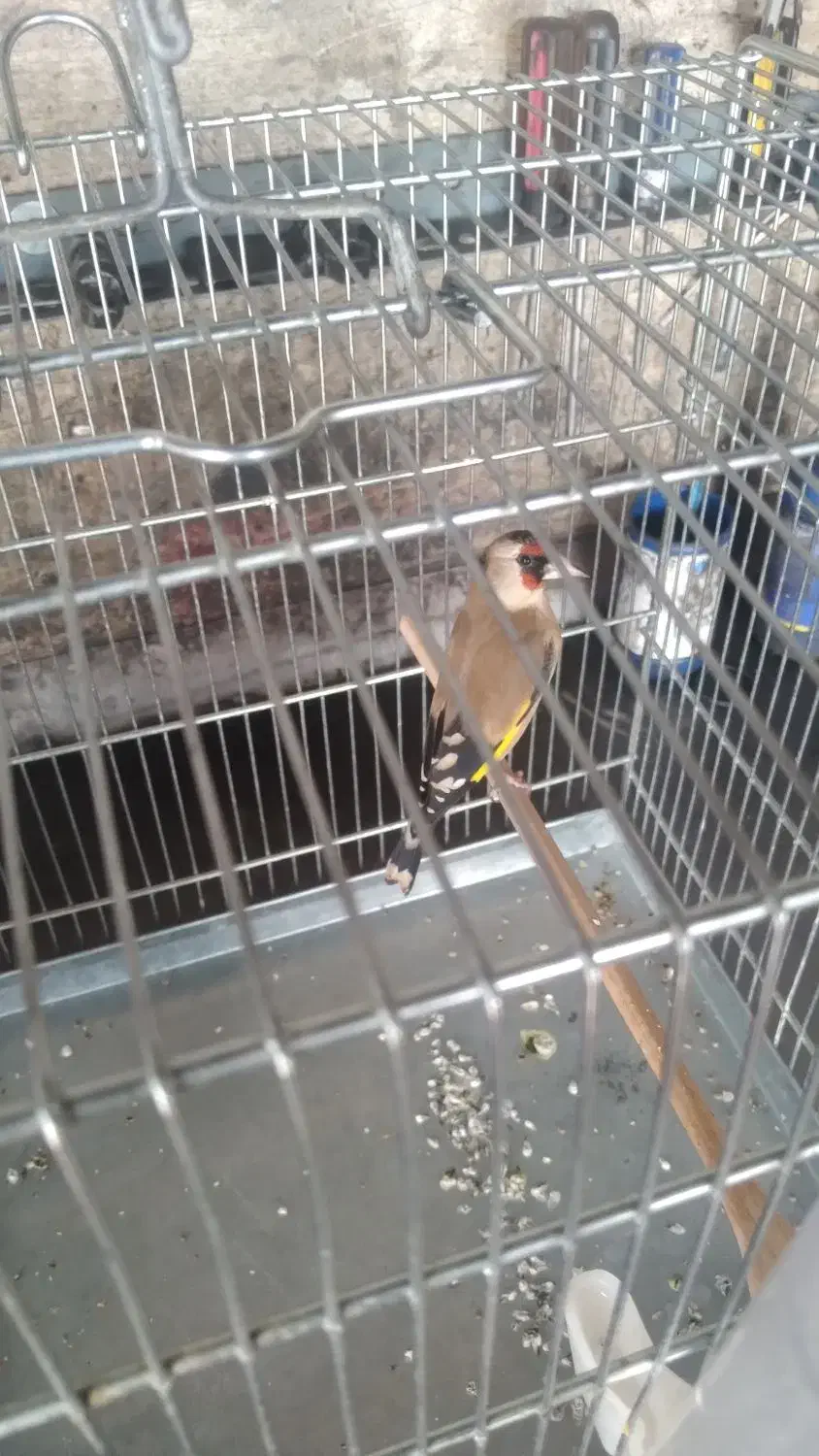 سهره ماده|پرنده|نسیم‌شهر, |دیوار