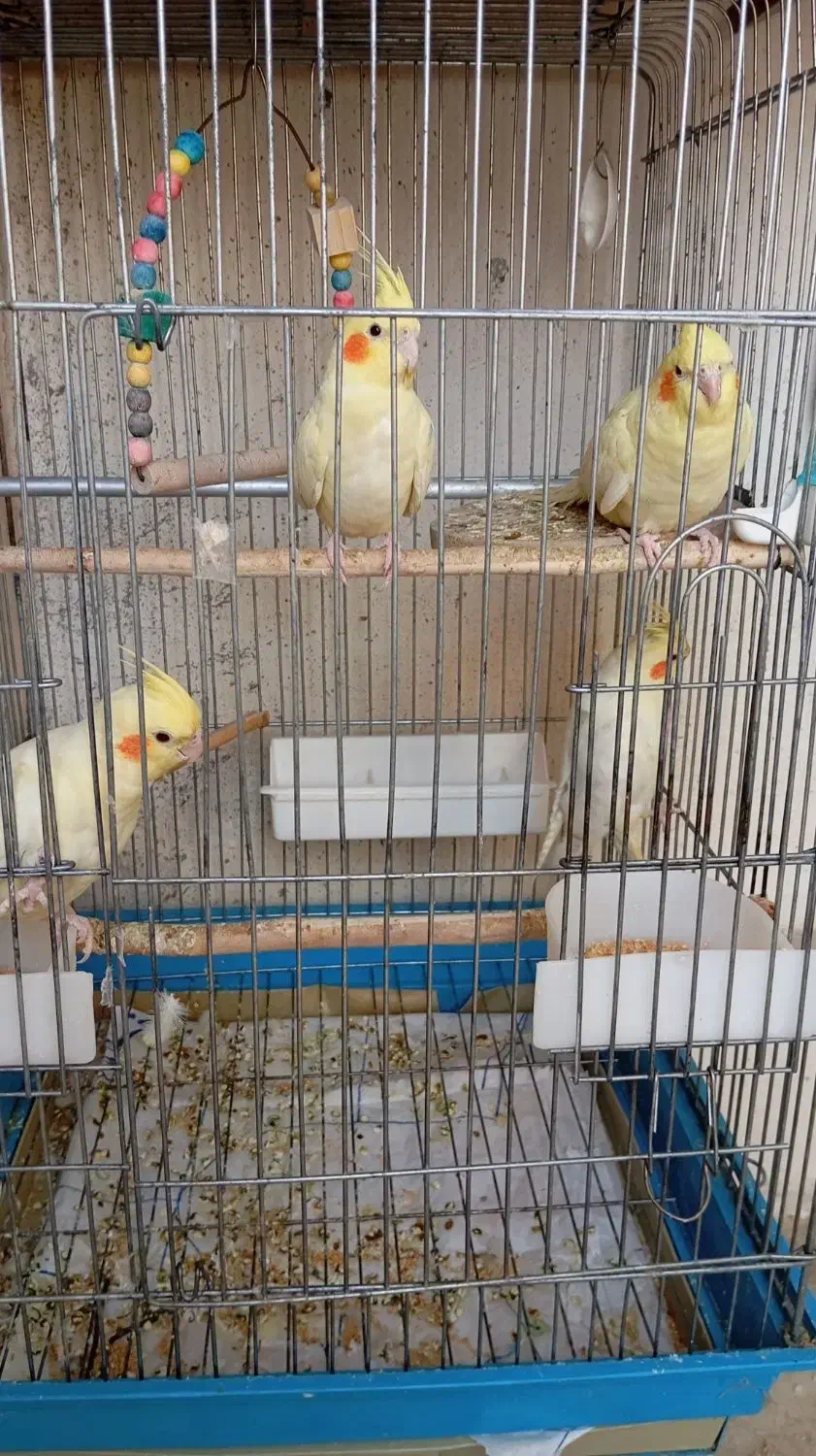 عروس هلندی فوق دستی|پرنده|صباشهر, |دیوار