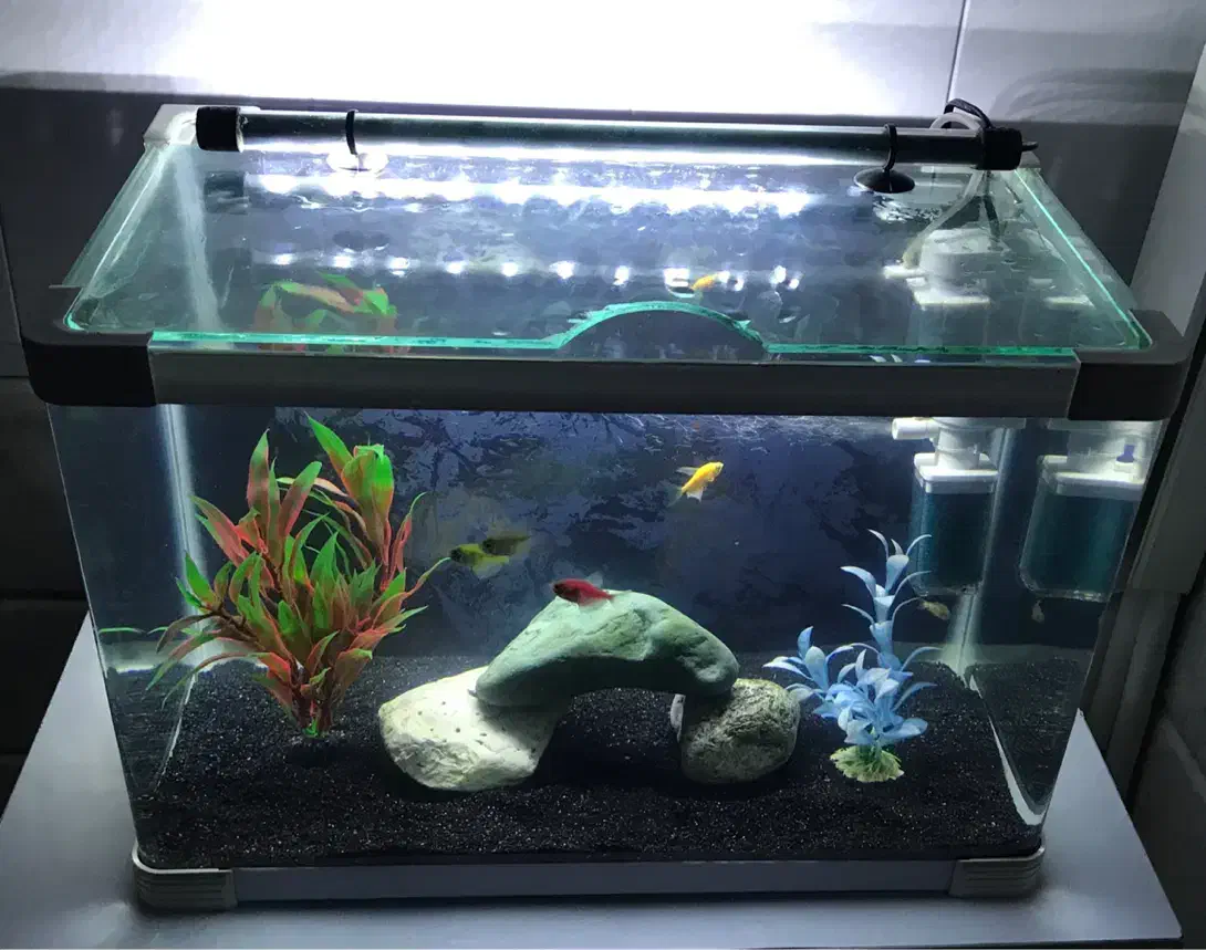 آکواریوم شرکتی شیشه خم با لوازم و ماهی|ماهی|قم, حنیف نژاد|دیوار