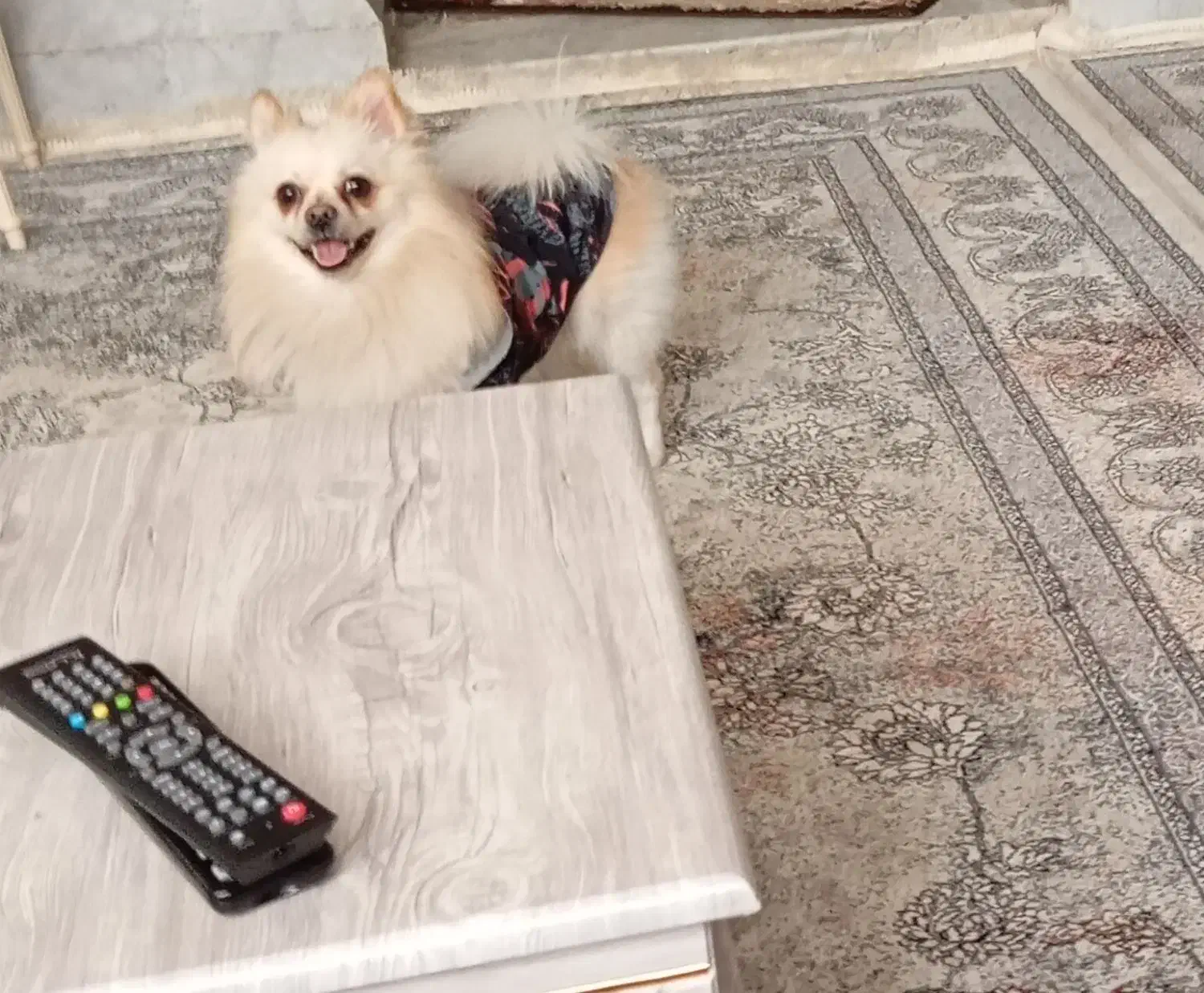 سگ گمشده|حیوانات|اصفهان, مارچین|دیوار