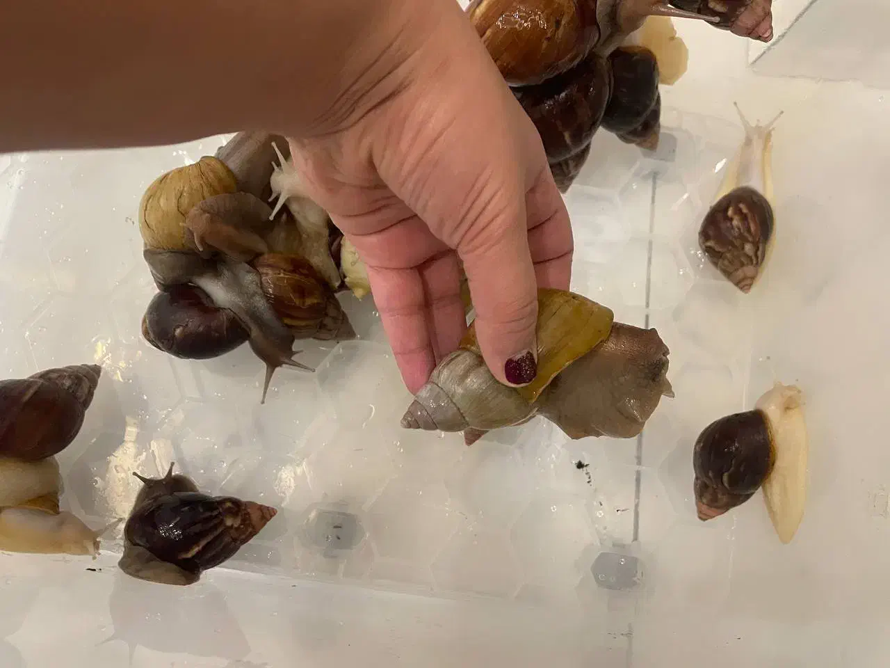 حلزون مولد اچاتینا گوشت سفید و گوشت مشکی|خزنده|تهران, ارم|دیوار