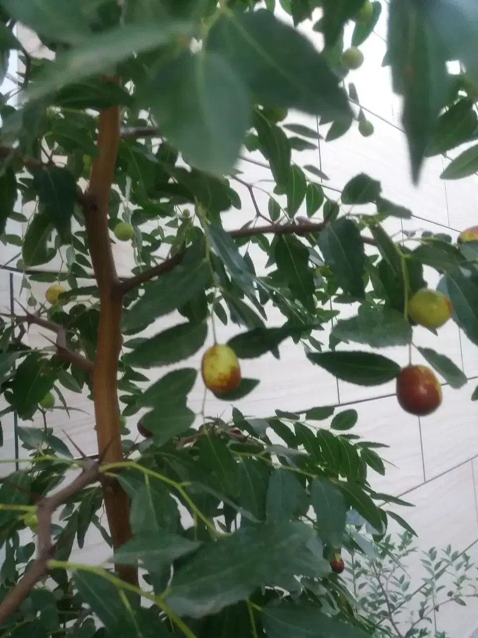 نهال عناب|گل و گیاه طبیعی|خسروشاه, |دیوار