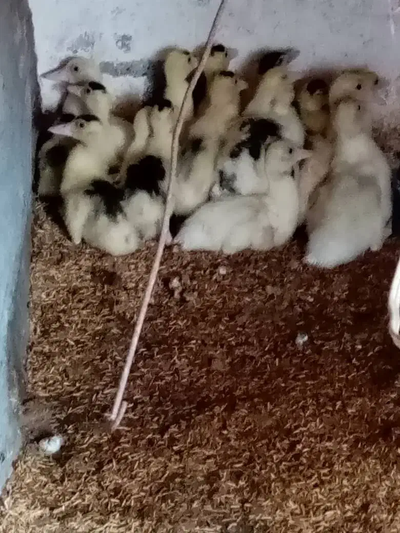 جوجه اردک اسرائیلی|حیوانات مزرعه|رشت, حومه رشت|دیوار