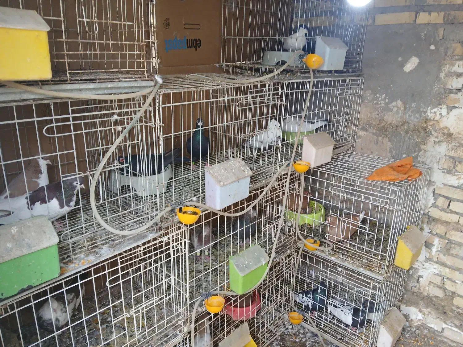 قفس جوجه گیری ۷۵ سانتی|لوازم جانبی حیوانات|باوی, |دیوار