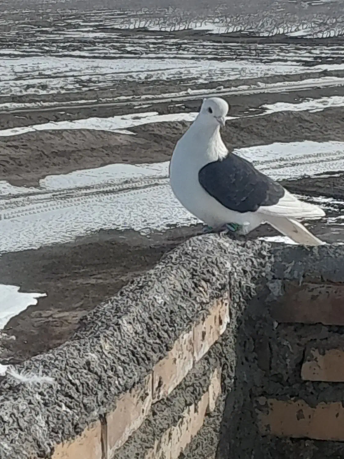 کفتر|پرنده|خوشاب, |دیوار