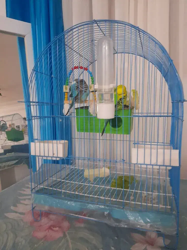 قفس|لوازم جانبی حیوانات|رشت, جهاد|دیوار