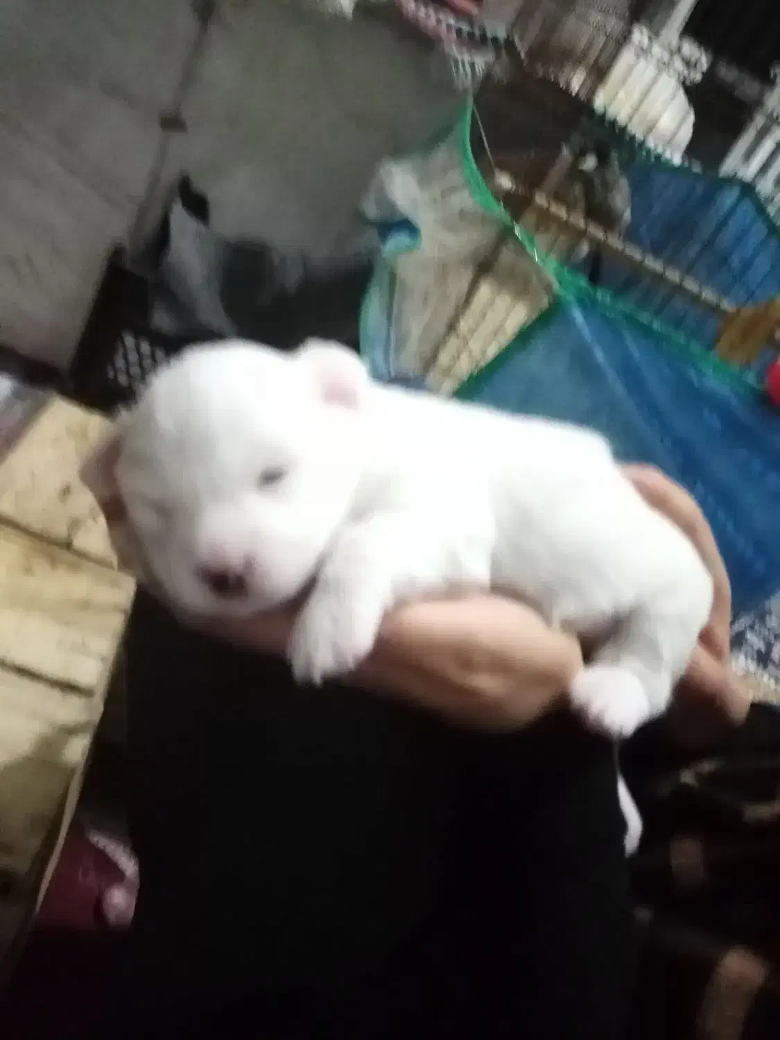 سگ. پاپی. زیبا.|سگ|فسا, |دیوار