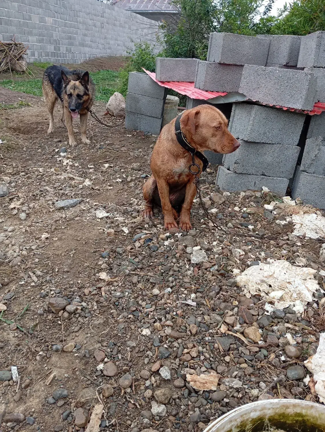 ژرمن و پیتبول|سگ|صومعه‌سرا, |دیوار