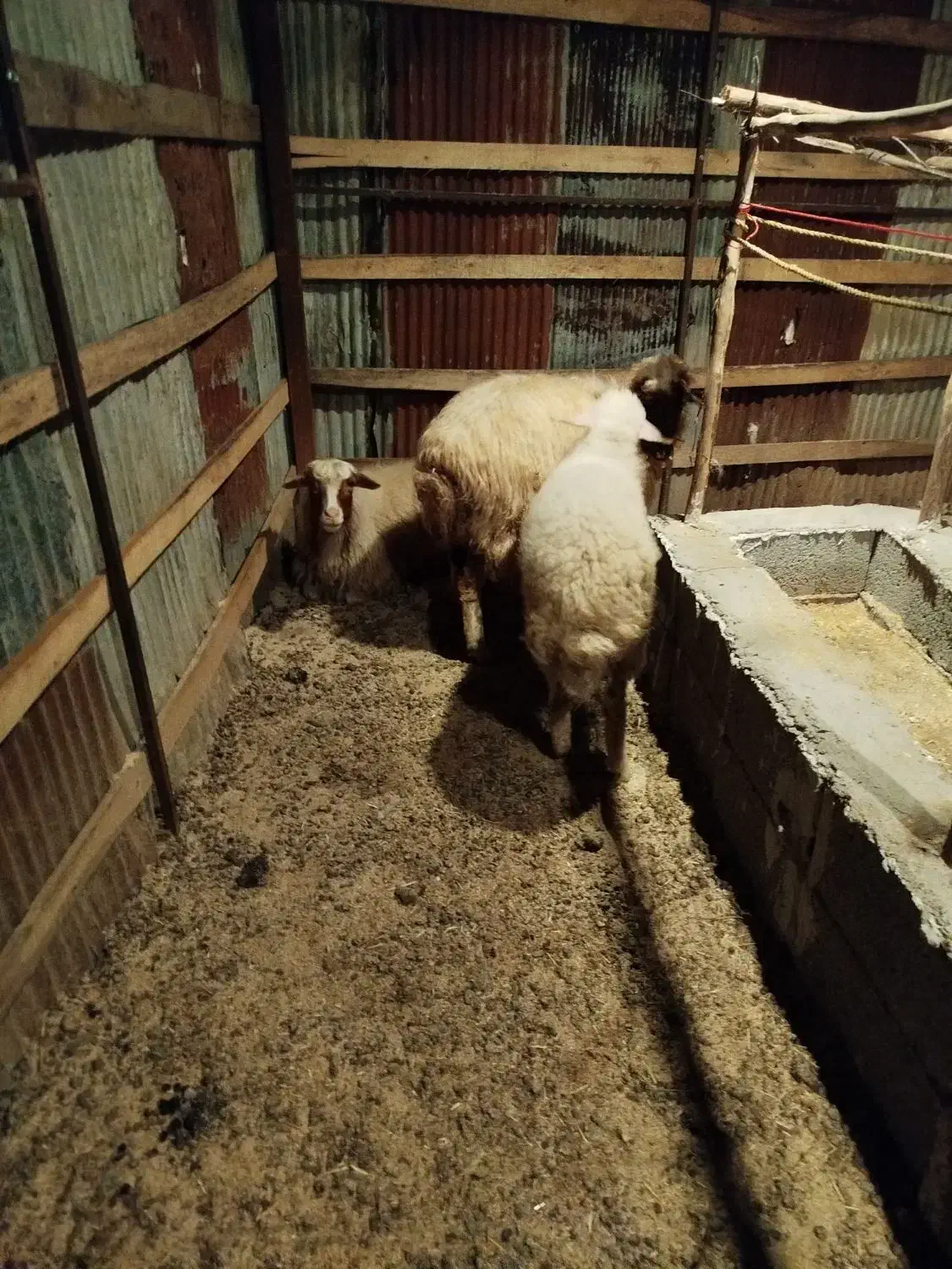 گوسفند|حیوانات مزرعه|سیاهکل, |دیوار