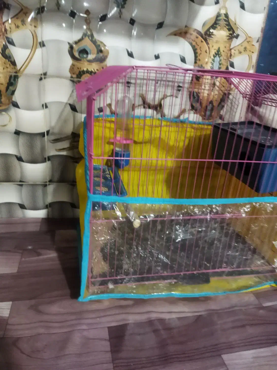 مرغ عشق|پرنده|خاش, |دیوار