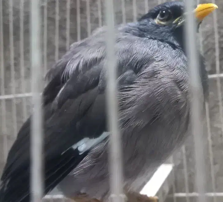 مینا قناری|پرنده|مشهد, شفا|دیوار