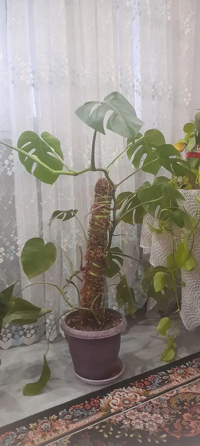 گل طبیعی|گل و گیاه طبیعی|فولادشهر, B1|دیوار