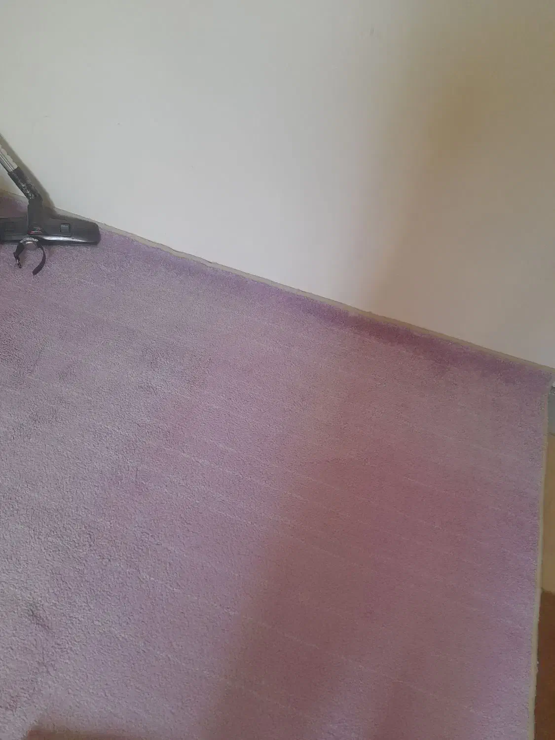 پالاز موکت|موکت|بجنورد, |دیوار