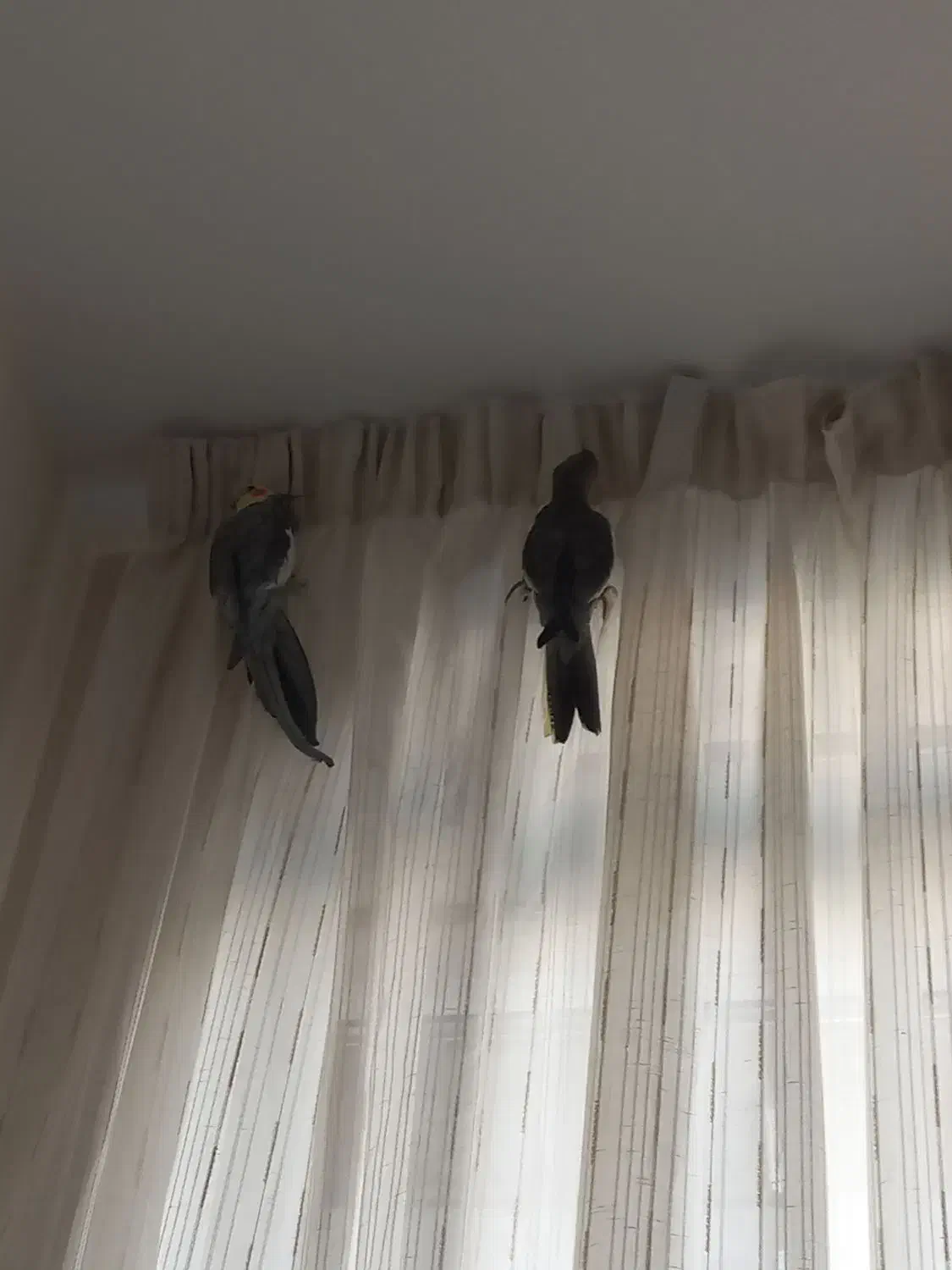 عروس هلندی|پرنده|رودهن, |دیوار