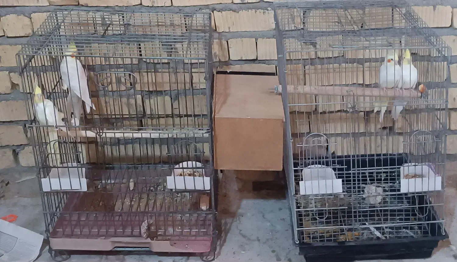 قناری و عروس هلندی|پرنده|فسا, |دیوار