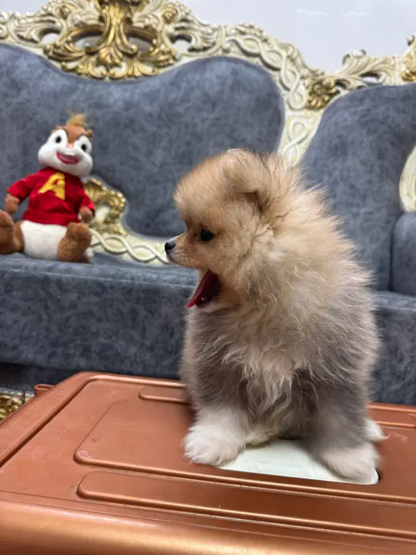 پامرانین|سگ|قائم‌شهر, |دیوار