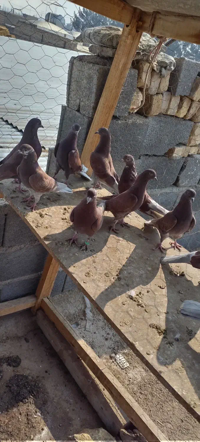 کبوتر سرخ ساعت سنگین|پرنده|برخوار, |دیوار