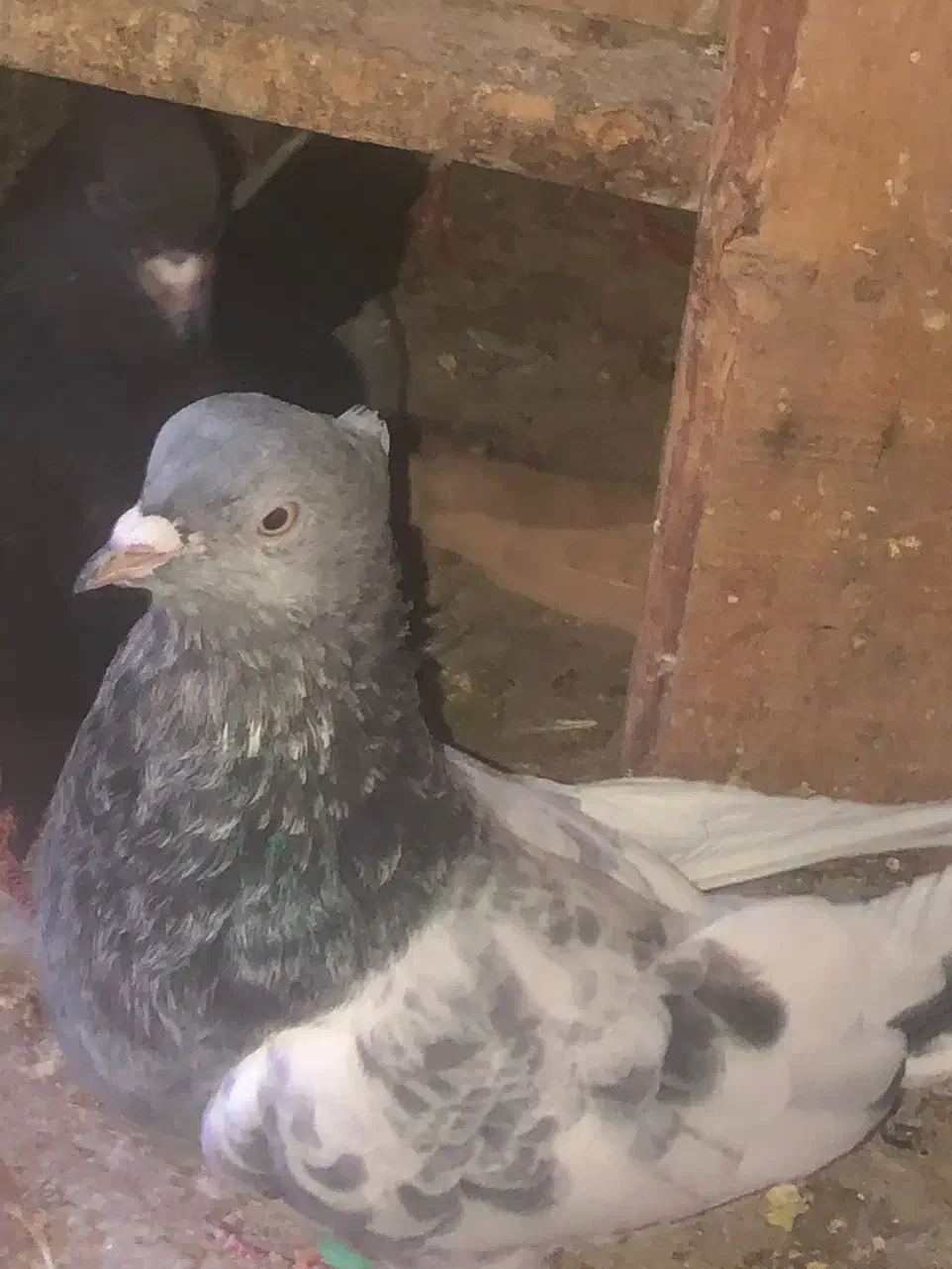 کبوتر فروشی|پرنده|شیراز, ابیوردی|دیوار