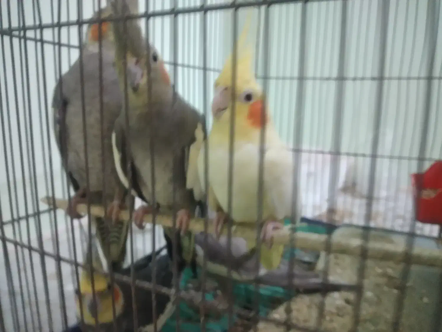 عروس هلندی ۳ جفت|پرنده|کلاچای, |دیوار