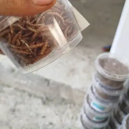 کرم میلورم خشک|خزنده|چابهار, |دیوار