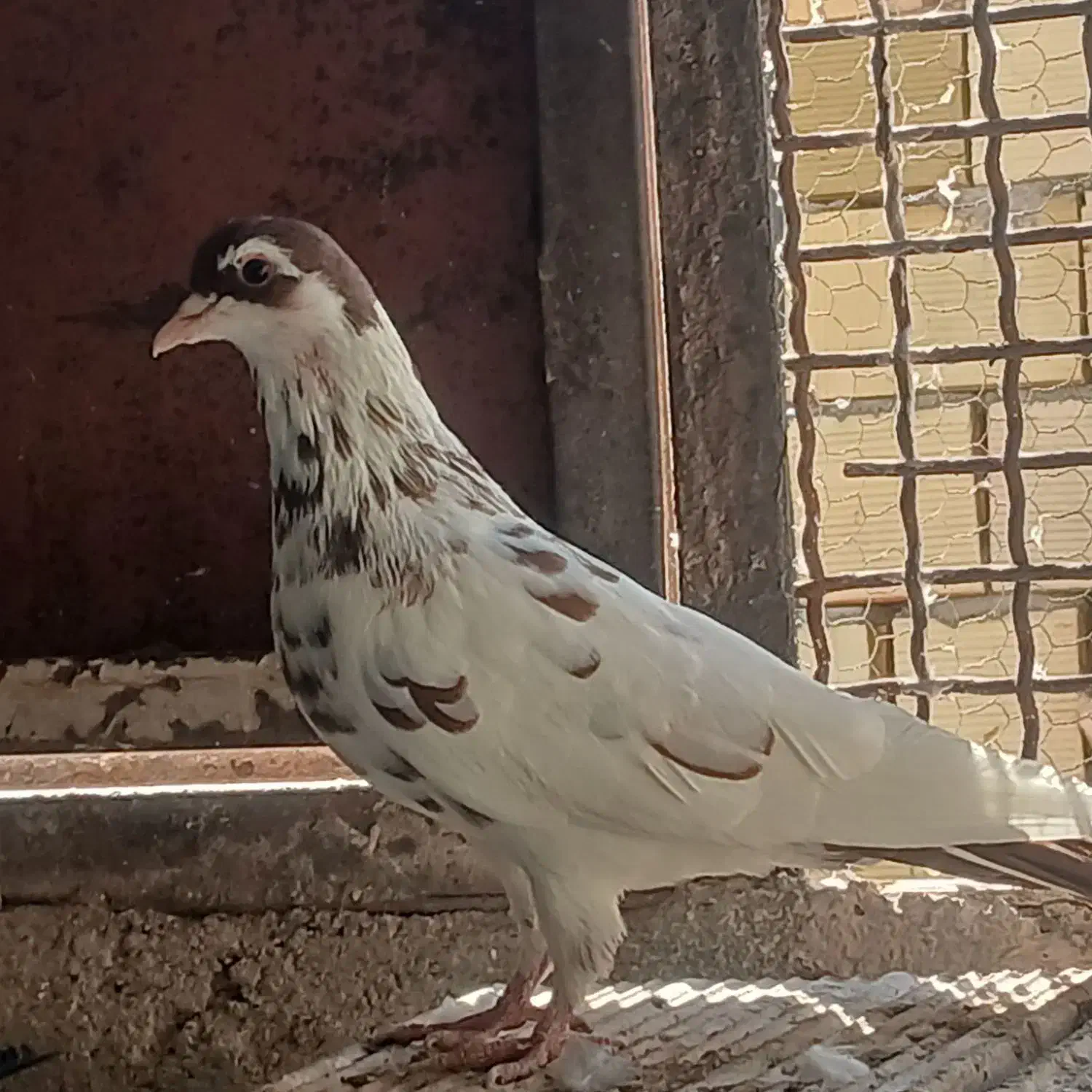 کفتر رنگی|پرنده|مشهد, منزل آباد|دیوار