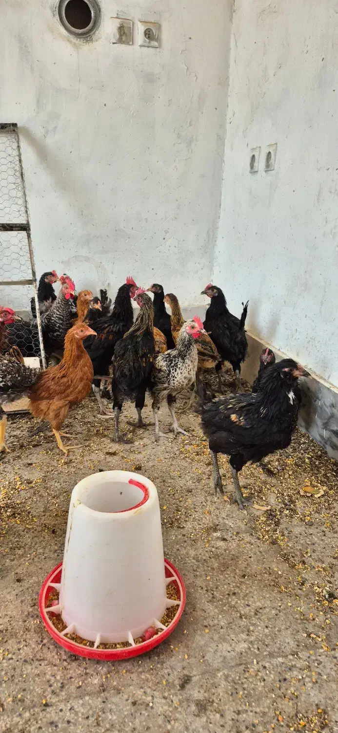 جوجه مرغ وخروس محلی .زینتی و لاری|حیوانات مزرعه|کازرون, |دیوار