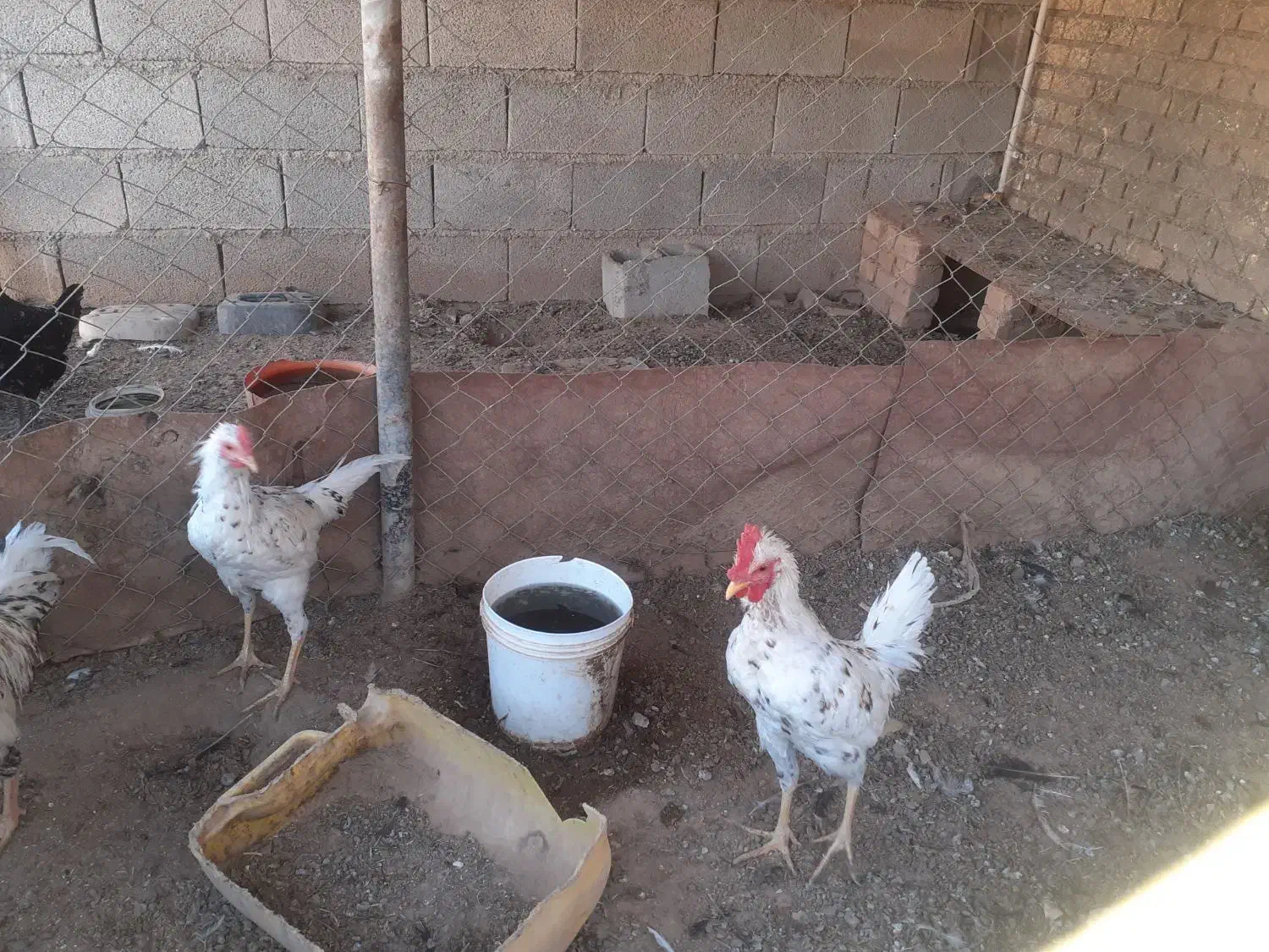 خروس|حیوانات مزرعه|رامشیر, |دیوار