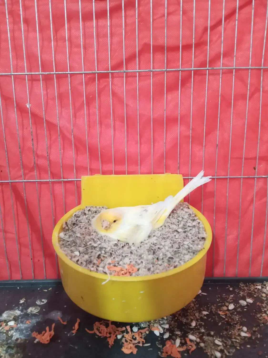 قناری ماده درجه یک مست|پرنده|آبدانان, |دیوار